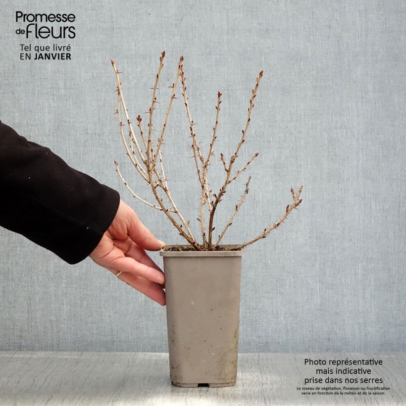 Amostra de Groseillier à maquereaux Easycrisp Mr Green - Ribes uva-crispa  Vaso de 1,5 L/2 L tal como entregue no inverno