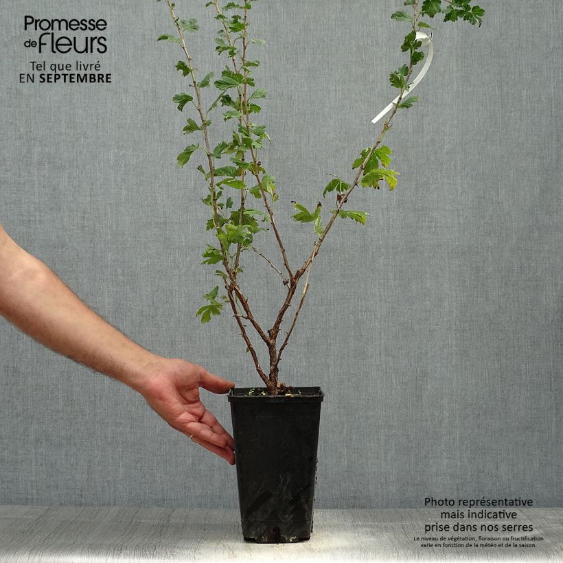 Amostra de Groseillier à maquereaux Freedonia  Pot de 1,5L/2L tal como entregue no outono