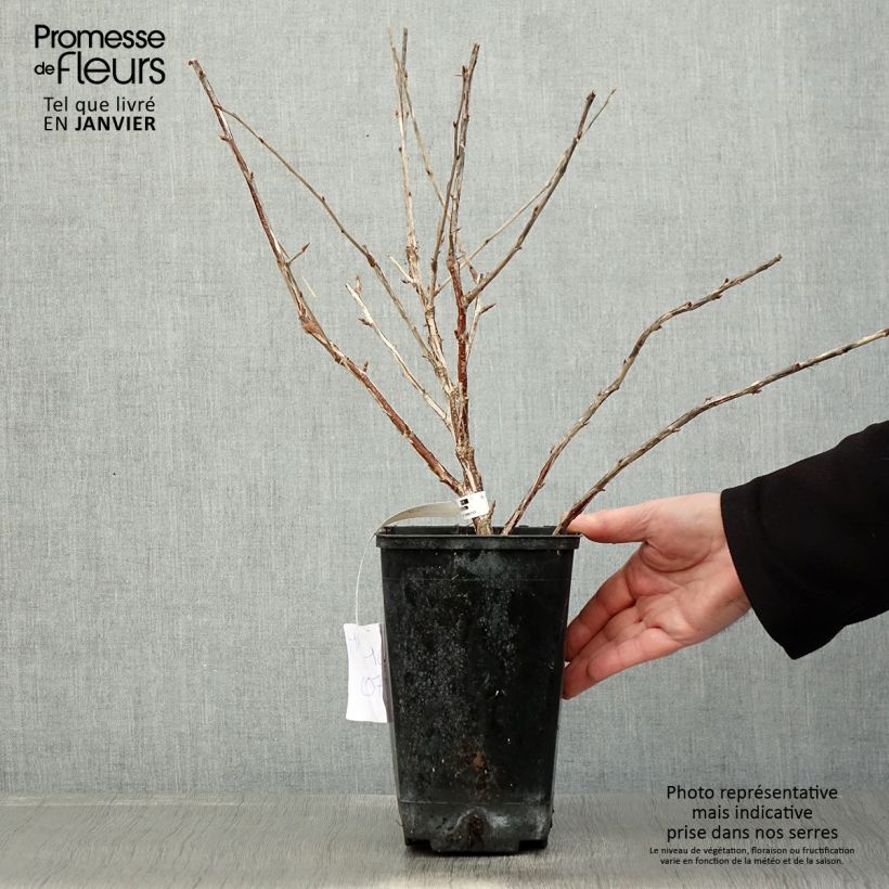 Amostra de Groseillier à maquereaux Freedonia  Vaso de 1,5 L/2 L tal como entregue no inverno