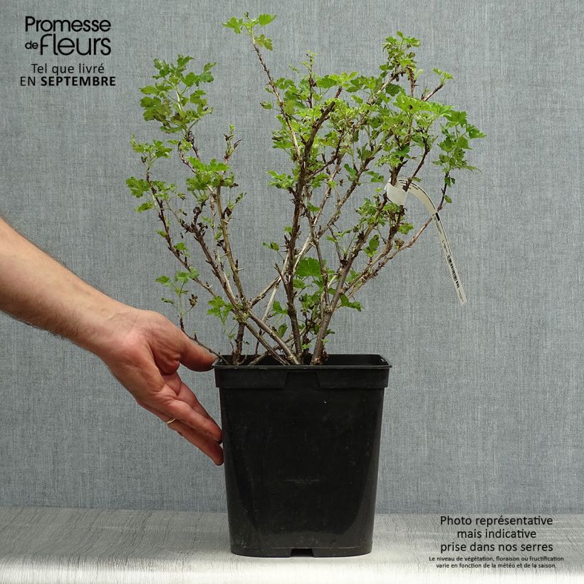 Amostra de Groseillier à maquereaux Freedonia  Pot de 4L/5L tal como entregue no outono