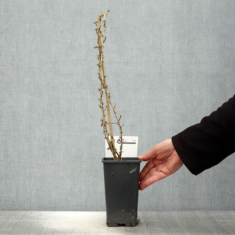 Amostra de Groselheira-espinhosa Invicta - Ribes uva-crispa Vaso de 1,5 L/2 L tal como entregue na primavera