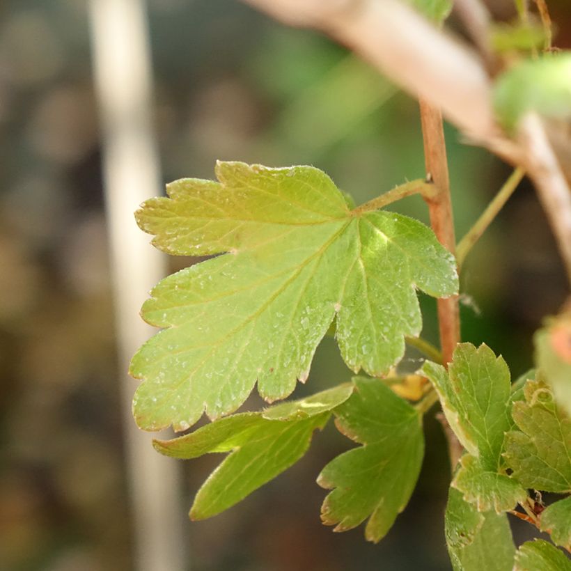 Groselheira-espinhosa Invicta - Ribes uva-crispa (Folhagem)