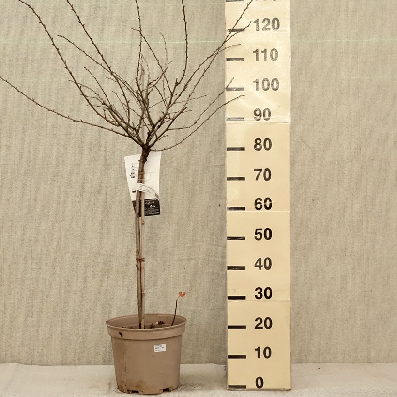 Amostra de Groselheira-espinhosa Invicta - Ribes uva-crispa Vaso de 7,5 L/10 L, 1/4 de haste tal como entregue no outono
