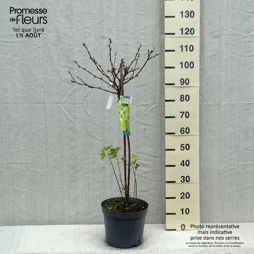 Amostra de Groselheira-espinhosa Invicta - Ribes uva-crispa Vaso de 7,5 L/10 L, 1/4 de haste tal como entregue no verão
