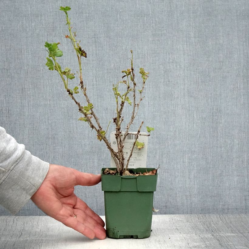 Amostra de Groselheira-espinhosa Lady Sun - Ribes uva-crispa Vaso de 1 L/1,5 L, Arbusto tal como entregue no verão
