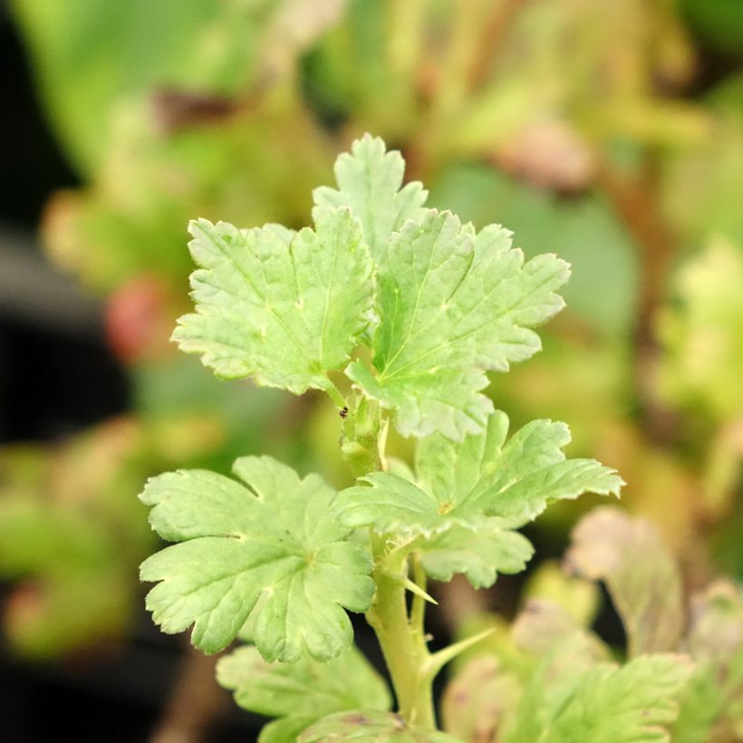 Groselheira-espinhosa Lady Sun - Ribes uva-crispa (Folhagem)