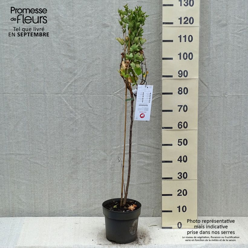 Amostra de Groseillier à maquereaux Mucurines - Ribes uva-crispa Pot de 6L/7L, Tige, Tige de 40 cm tal como entregue no outono