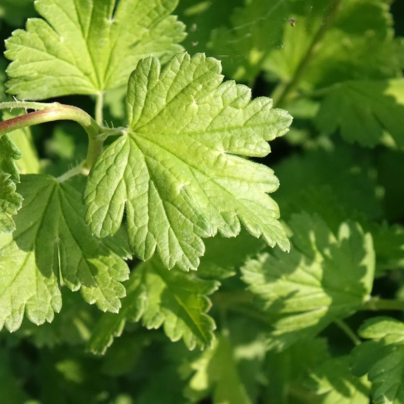 Groselheira-espinhosa Captivator - Ribes uva-crispa (Folhagem)