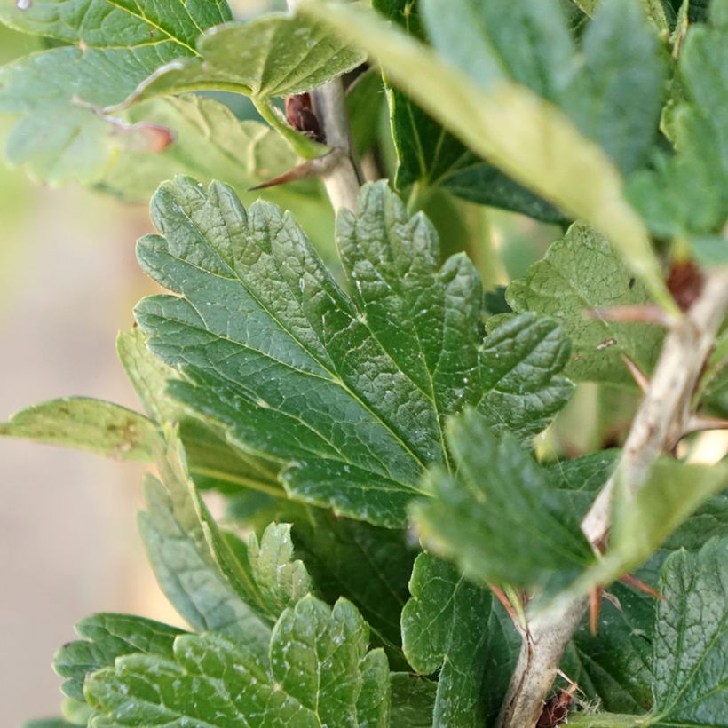 Groselheira-espinhosa Crispa Darling - Ribes uva-crispa (Folhagem)