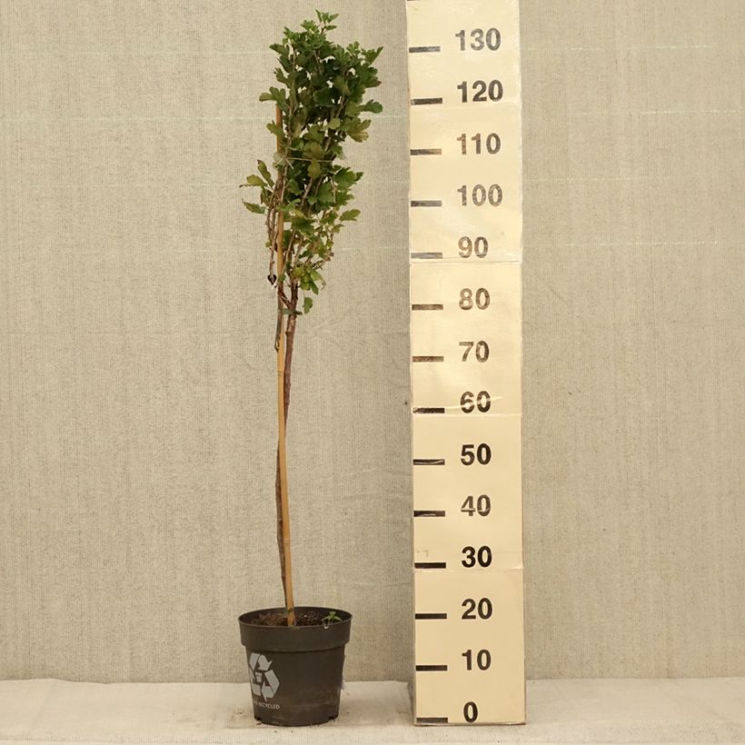 Amostra de Groselheira-espinhosa Crispa Darling - Ribes uva-crispa Vaso de 6 L/7 L, Haste tal como entregue no outono