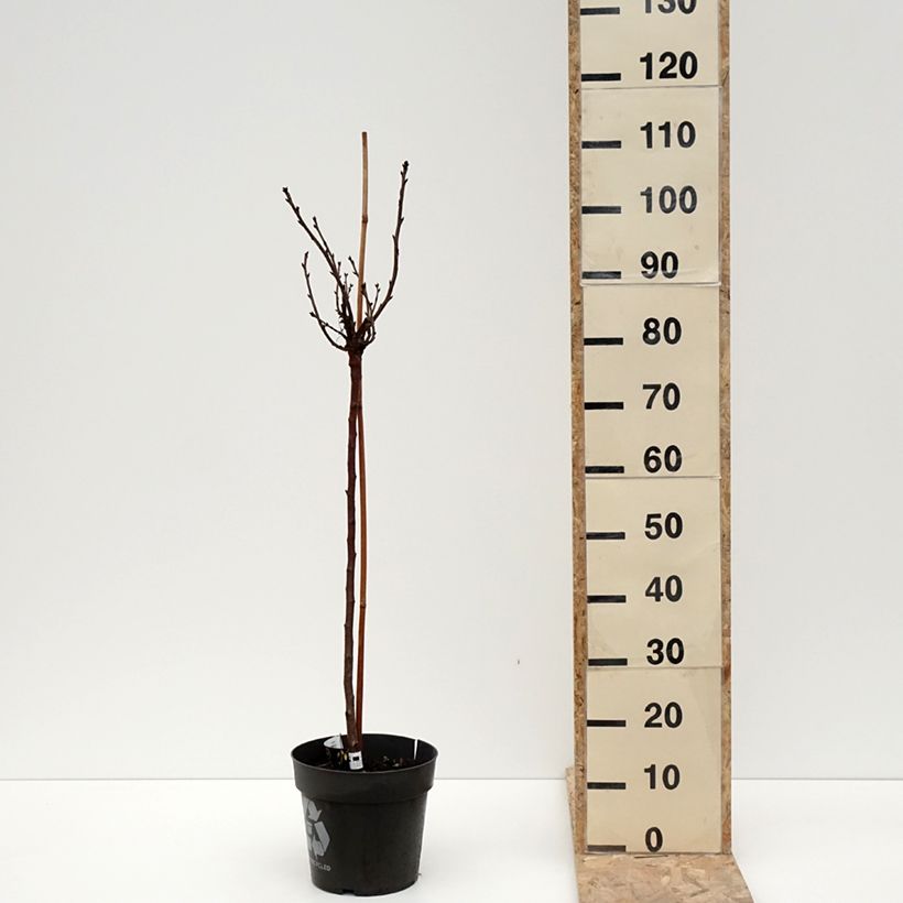 Amostra de Groseillier à maquereaux Crispa Darling - Ribes uva-crispa Vaso de 6 L/7 L tal como entregue no inverno