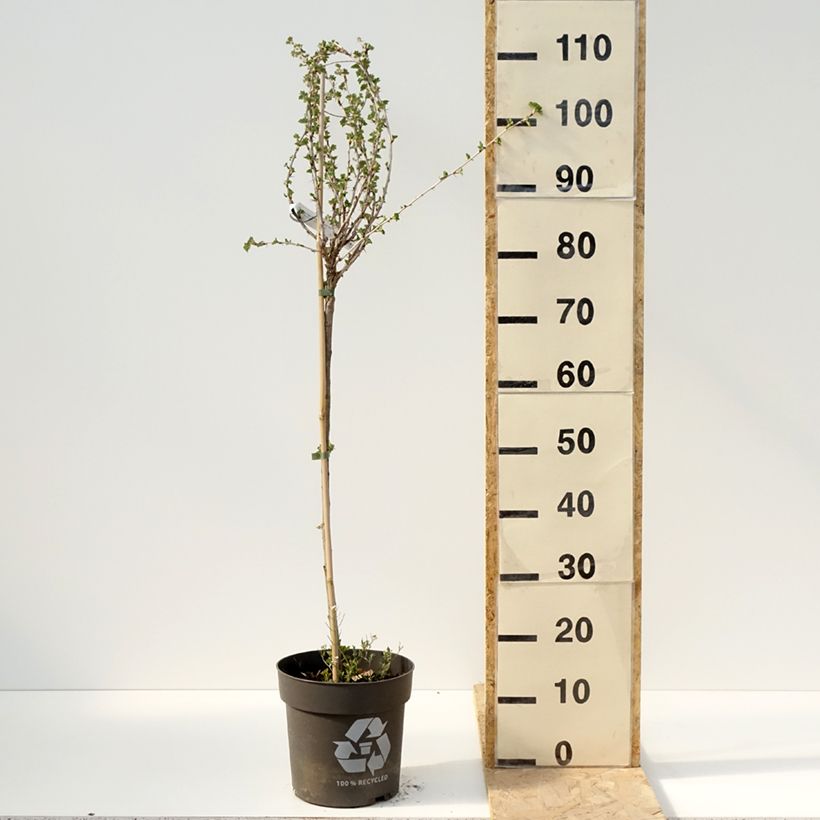 Amostra de Groselheira-espinhosa Crispa Darling - Ribes uva-crispa Vaso de 6 L/7 L, Haste tal como entregue na primavera