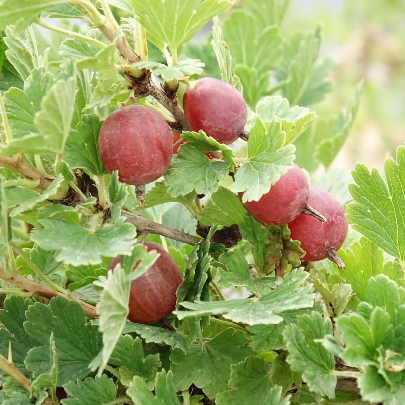 Groselheira-espinhosa Crispa Darling - Ribes uva-crispa (Colheita)