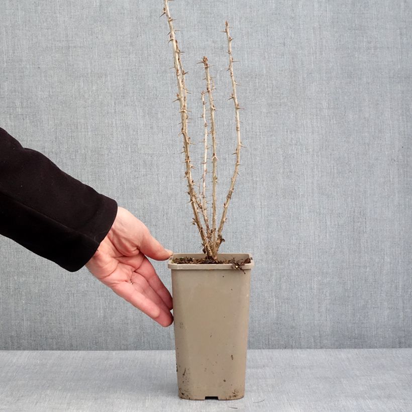 Amostra de Groseillier à maquereaux Crispa Goldling - Ribes uva-crispa Vaso de 1,5 L/2 L tal como entregue no inverno