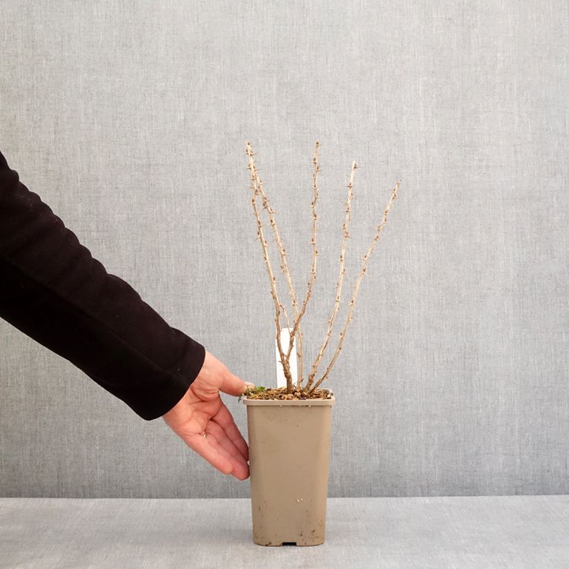 Amostra de Groseillier à maquereaux Crispa Greenling Pot de 1,5L/2L, Touffe tal como entregue no inverno