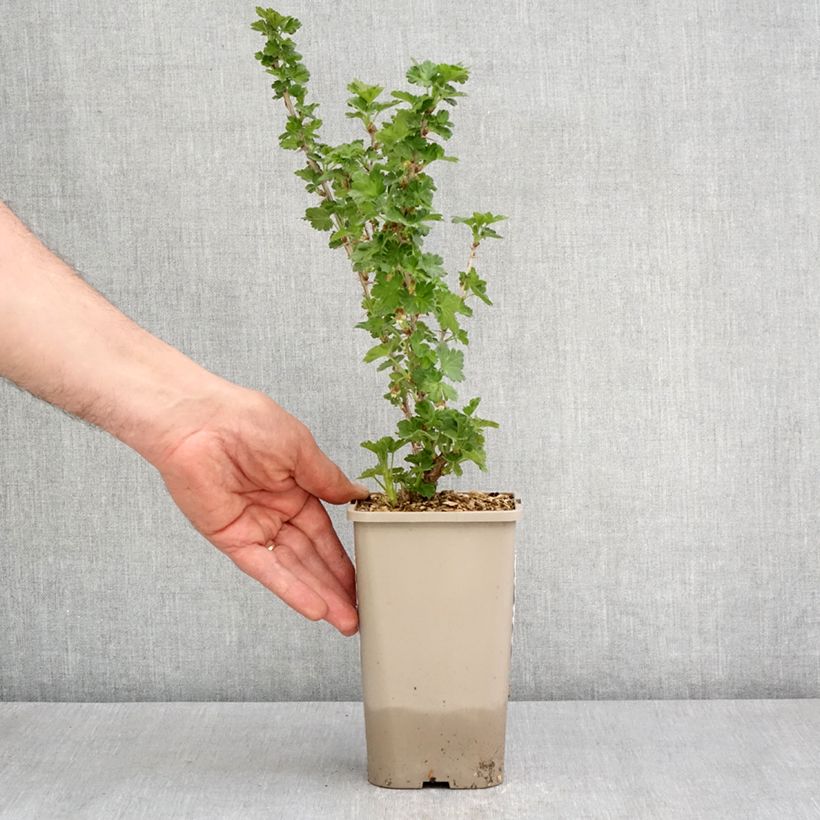 Amostra de Groselheira espinhosa Greenling - Ribes uva-crispa Vaso de 1,5 L/2 L, Tufo tal como entregue na primavera