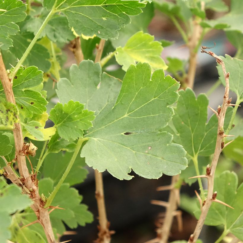 Groselheira-espinhosa Crispa Nibbling - Ribes uva-crispa (Folhagem)