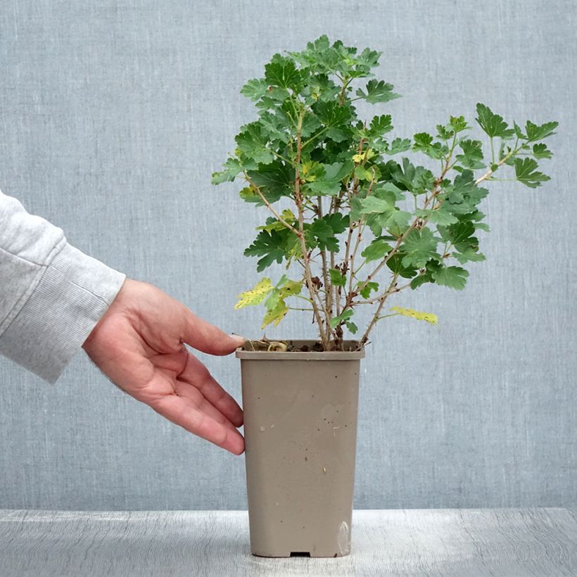 Amostra de Groselheira-espinhosa Crispa Nibbling - Ribes uva-crispa Vaso de 1,5 L/2 L, Tufo tal como entregue no verão