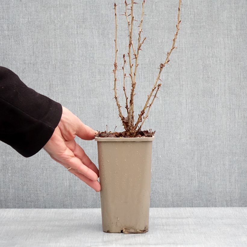 Amostra de Groseillier à maquereaux Crispa Nibbling Pot de 1,5L/2L, Touffe tal como entregue no inverno