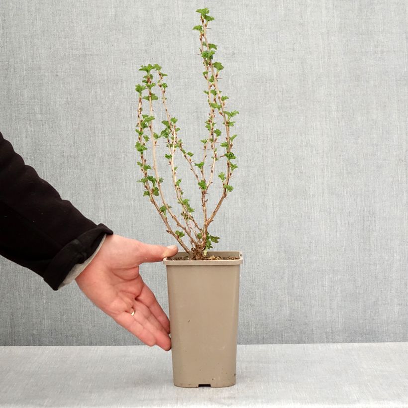 Amostra de Groselheira-espinhosa Crispa Nibbling - Ribes uva-crispa Vaso de 1,5 L/2 L, Tufo tal como entregue na primavera