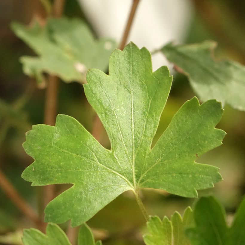 Groselheira-espinhosa Solemio - Ribes uva-crispa (Folhagem)