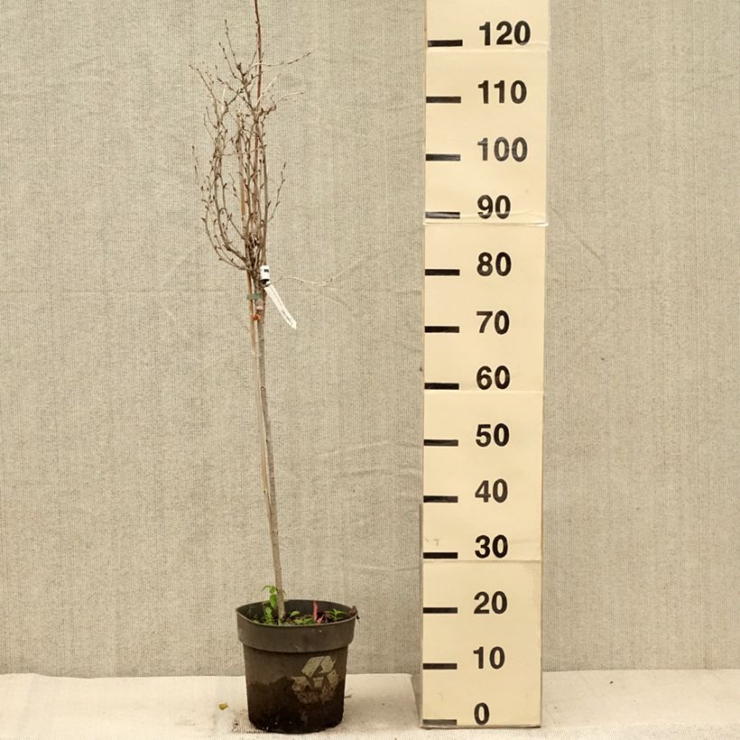 Amostra de Groselheira-espinhosa Solemio - Ribes uva-crispa Vaso de 6 L/7 L, Haste tal como entregue no outono