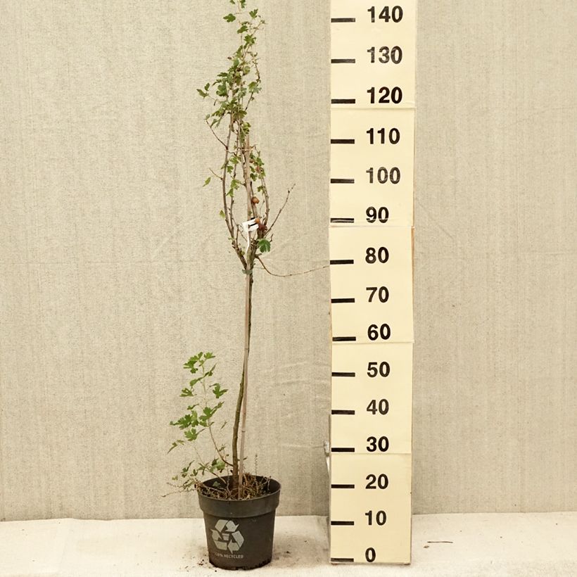 Amostra de Groselheira-espinhosa Solemio - Ribes uva-crispa Vaso de 6 L/7 L, Haste tal como entregue no verão