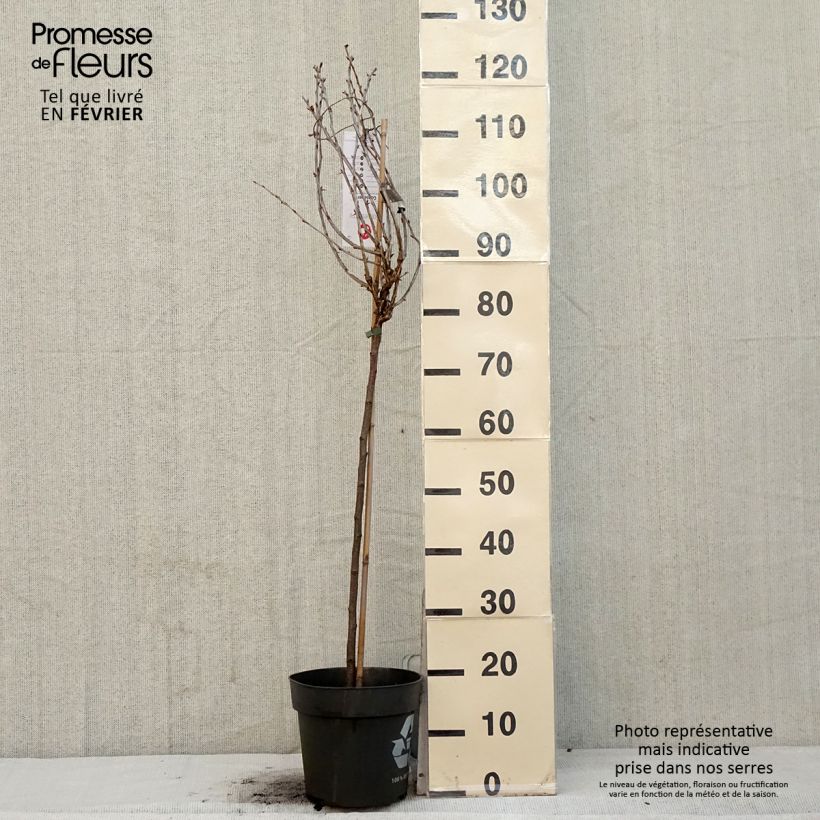 Amostra de Groseillier à maquereaux Easycrisp Lady Late - Ribes uva-crispa Vaso de 6 L/7 L tal como entregue no inverno