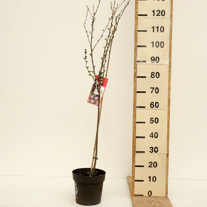 Amostra de Groselheira espinhosa Easycrisp Lady Late - Ribes uva-crispa Vaso de 6 L/7 L, Haste tal como entregue na primavera