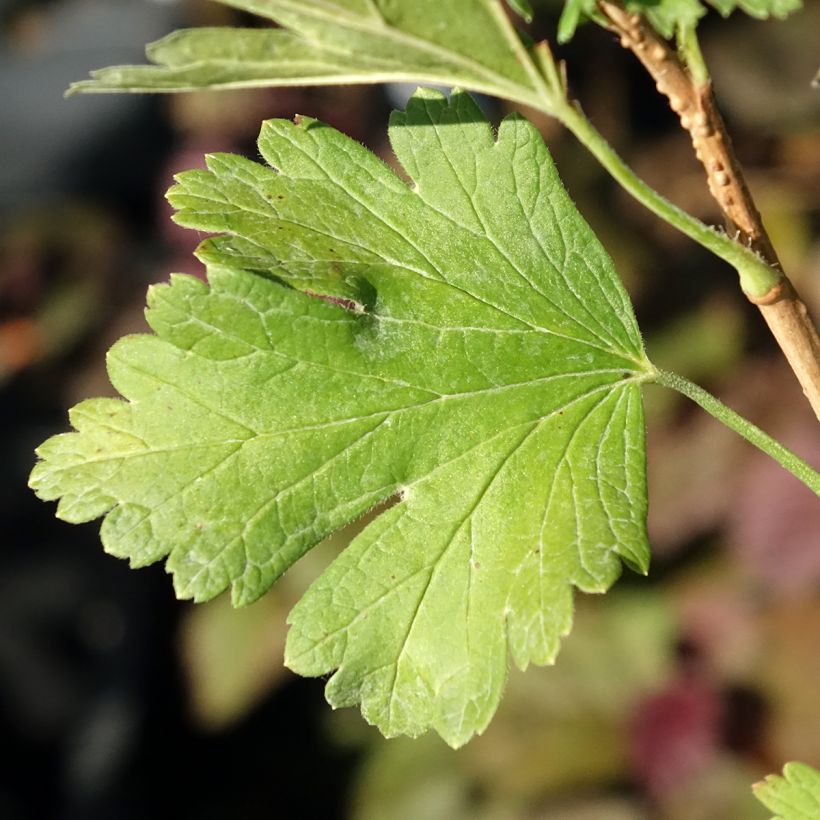 Groselheira espinhosa Easycrisp Lady Late - Ribes uva-crispa (Folhagem)