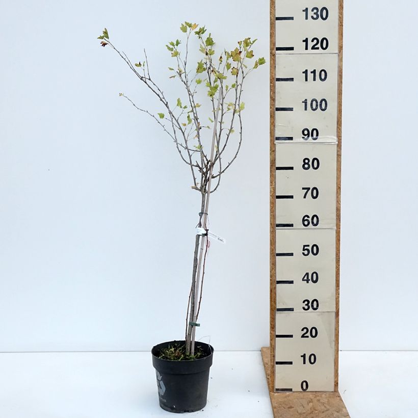 Amostra de Groselheira espinhosa Easycrisp Lady Late - Ribes uva-crispa Vaso de 6 L/7 L, Haste tal como entregue no outono