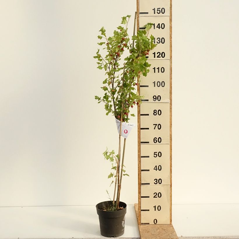 Amostra de Groselheira espinhosa Easycrisp Lady Late - Ribes uva-crispa Vaso de 6 L/7 L, Haste tal como entregue no verão
