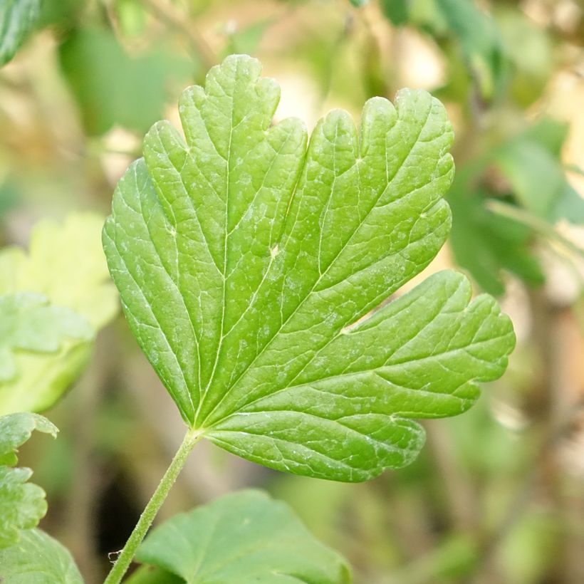 Groselheira-espinhosa Easycrisp Mme Sansouci - Ribes uva-crispa (Folhagem)