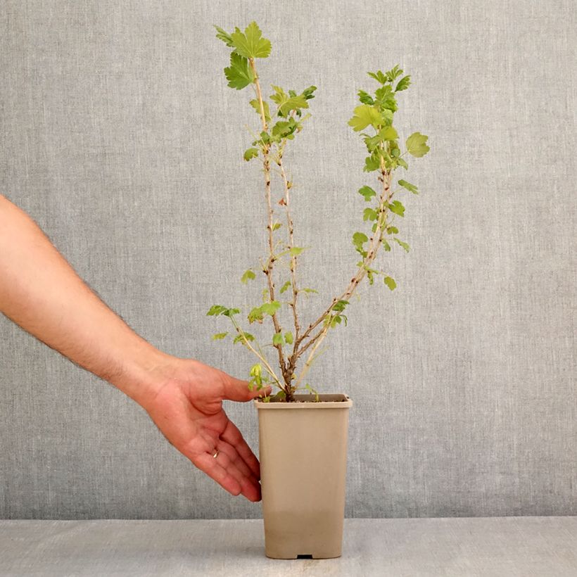 Amostra de Groselheira-espinhosa Easycrisp Mme Sansouci - Ribes uva-crispa Vaso de 1,5 L/2 L, Tufo tal como entregue no verão