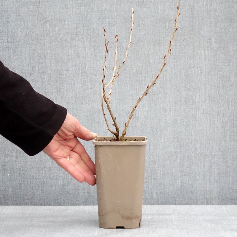 Amostra de Groseillier à maquereaux Easycrisp Mme Sansouci Vaso de 1,5 L/2 L, Tufo tal como entregue no inverno