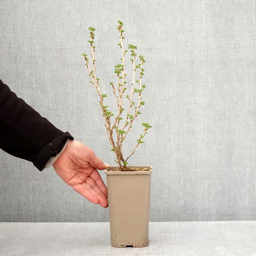 Amostra de Groselheira-espinhosa Easycrisp Mme Sansouci - Ribes uva-crispa Vaso de 1,5 L/2 L, Tufo tal como entregue na primavera