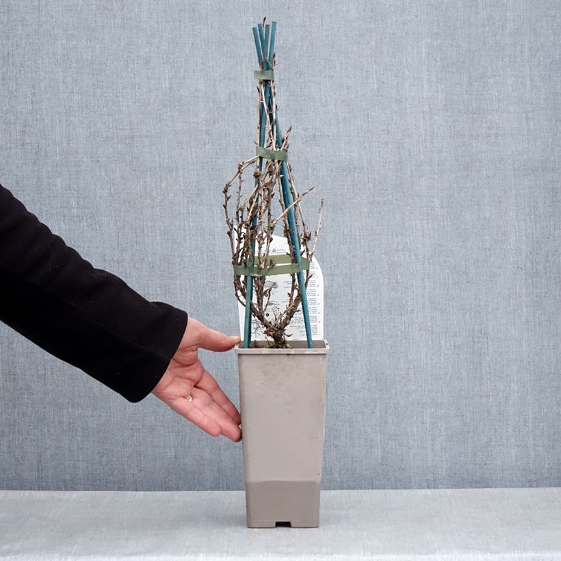 Amostra de Groselheira espinhosa Freedonia - Ribes uva-crispa Vaso de 1,5 L/2 L tal como entregue na primavera