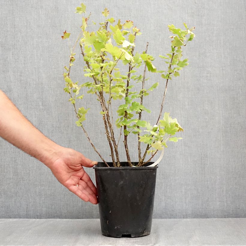 Amostra de Groselheira espinhosa Freedonia - Ribes uva-crispa Vaso de 4 L/5 L tal como entregue no verão