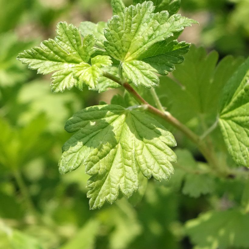 Groselheira espinhosa Freedonia - Ribes uva-crispa (Folhagem)
