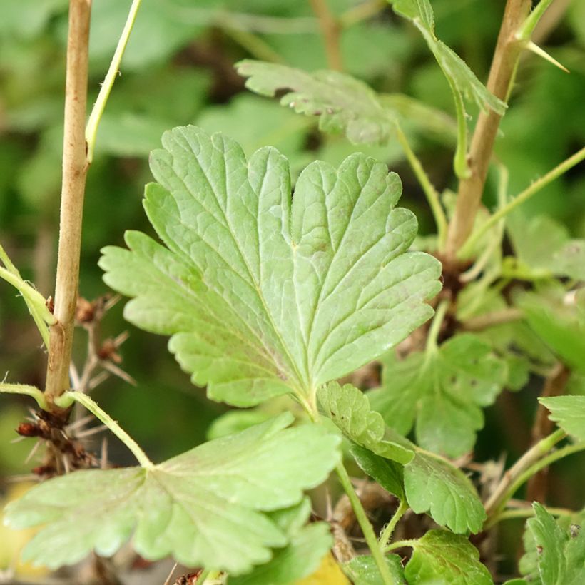 Groselheira-espinhosa Hinnonmäki amarelo - Ribes uva-crispa (Folhagem)