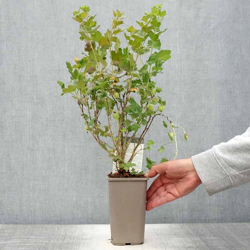 Amostra de Groselheira-espinhosa Hinnonmäki amarelo - Ribes uva-crispa Vaso de 1,5 L/2 L tal como entregue no verão