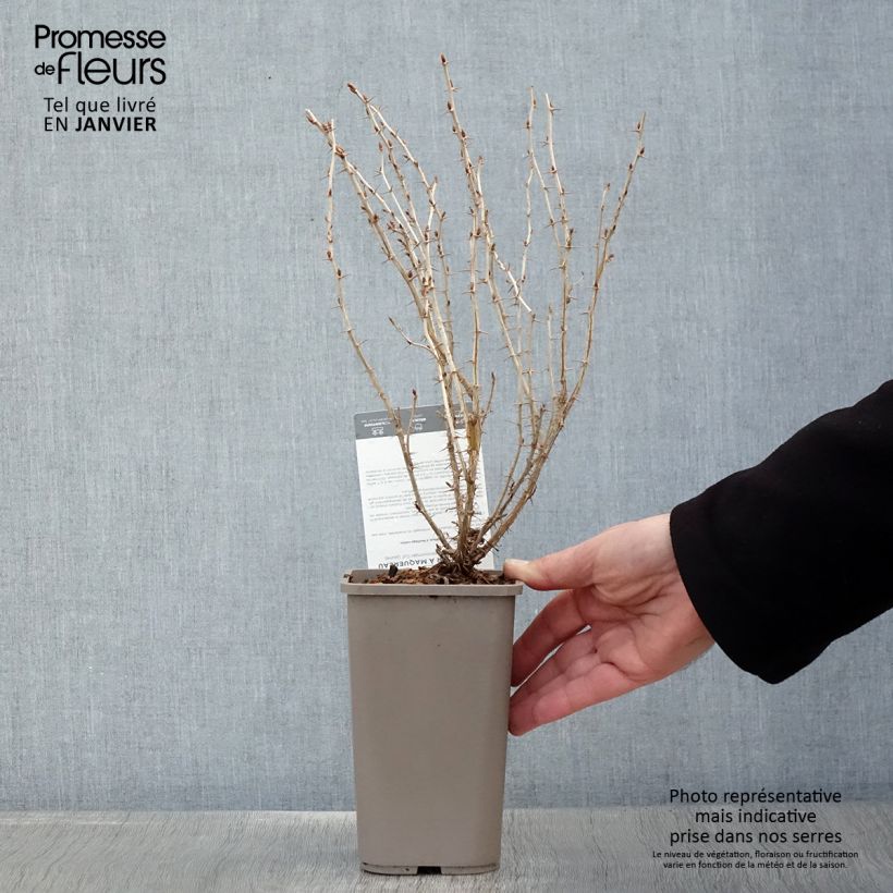 Amostra de Groseillier à maquereaux Hinnonmaki Yellow - Ribes uva-crispa  Vaso de 1,5 L/2 L tal como entregue no inverno