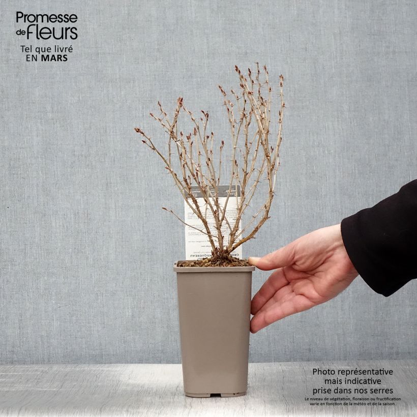 Amostra de Groselheira-espinhosa Hinnonmäki amarelo - Ribes uva-crispa Vaso de 1,5 L/2 L tal como entregue na primavera