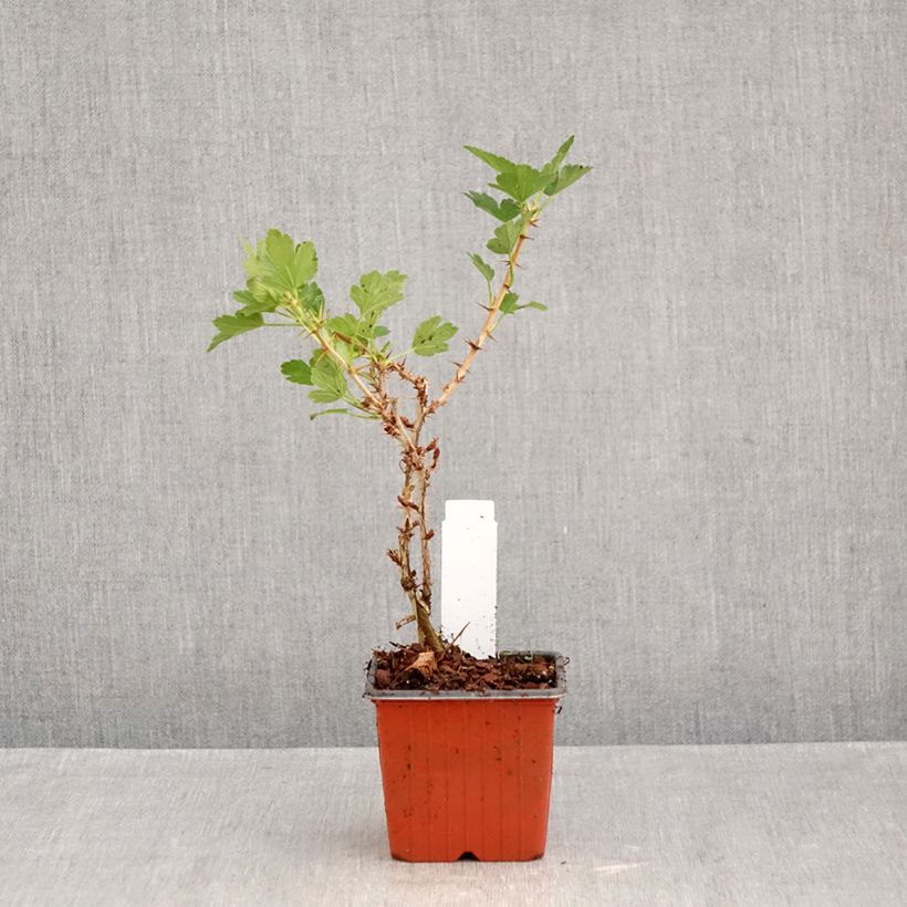 Amostra de Groselheira-espinhosa Hinnonmäki vermelho - Ribes uva-crispa Vaso de 8/9 cm tal como entregue no outono