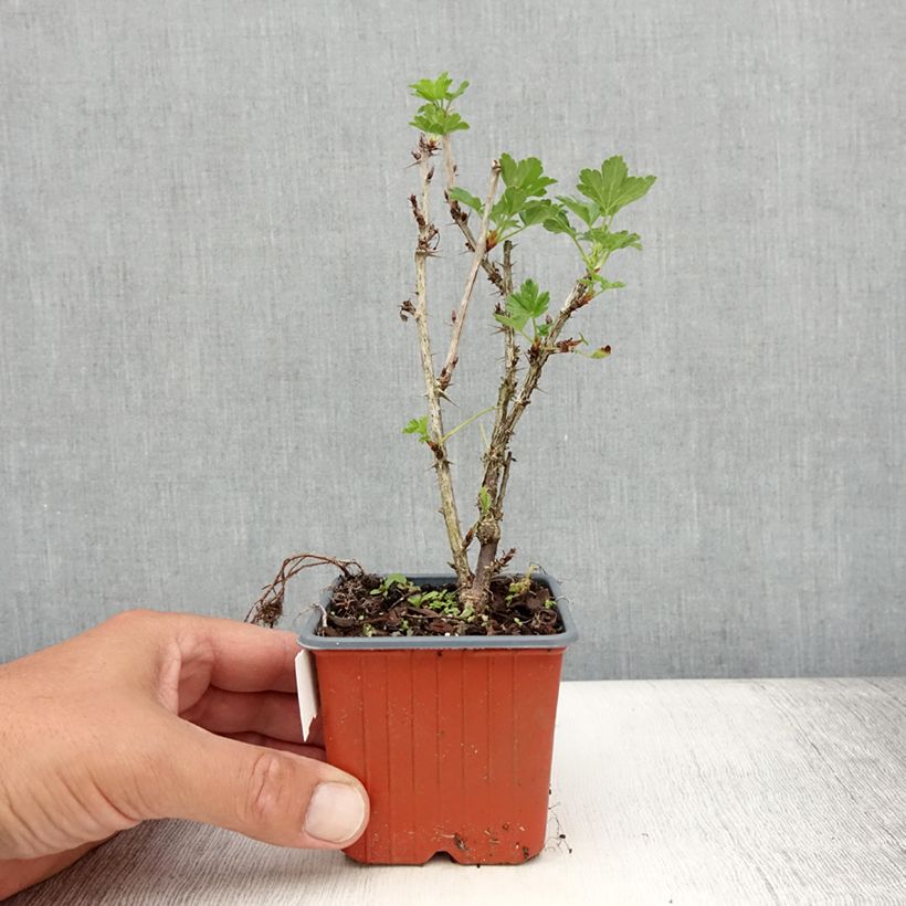 Amostra de Groselheira-espinhosa Hinnonmäki vermelho - Ribes uva-crispa Vaso de 8/9 cm tal como entregue no verão