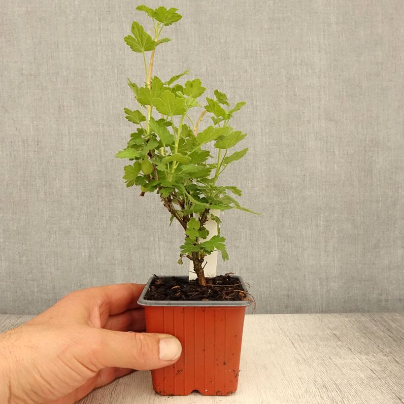 Amostra de Groselheira-espinhosa Hinnonmäki vermelho - Ribes uva-crispa Vaso de 8/9 cm tal como entregue na primavera