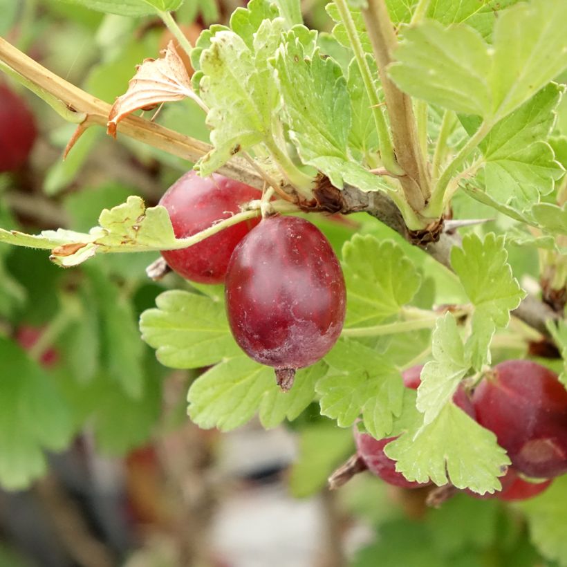 Groselheira-espinhosa Hinnonmäki vermelho - Ribes uva-crispa (Colheita)