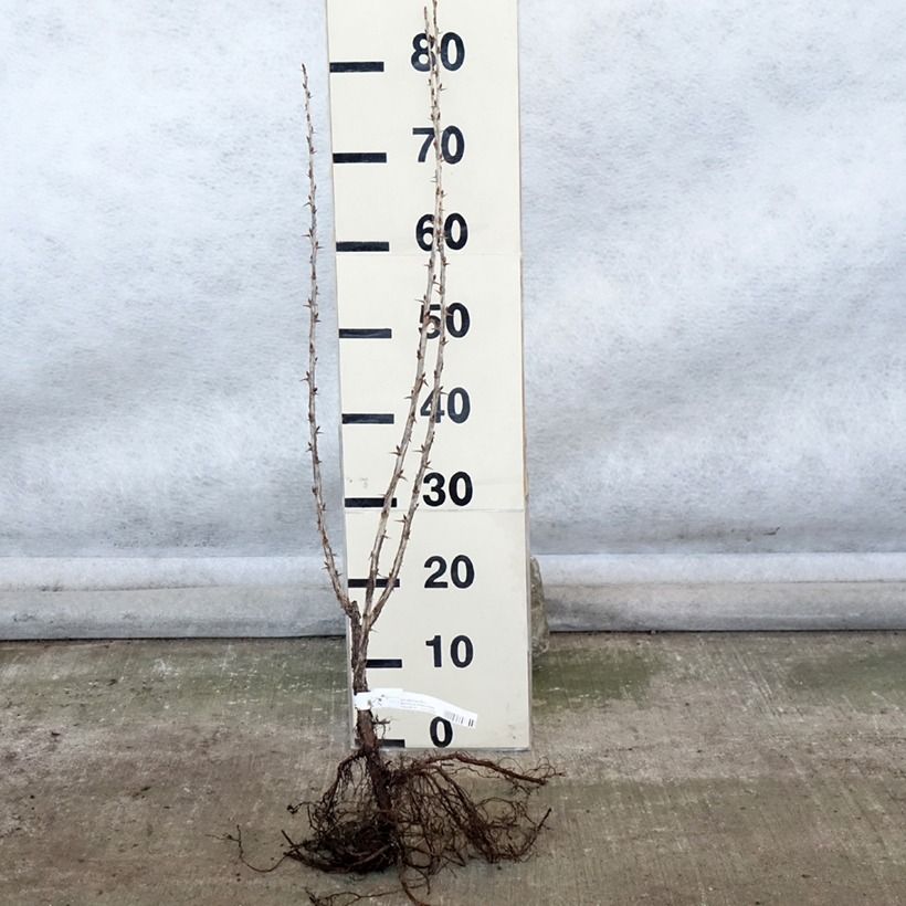 Amostra de Groseillier à maquereaux Hinnonmaki rouge Raízes nuas, Arbusto tal como entregue no inverno