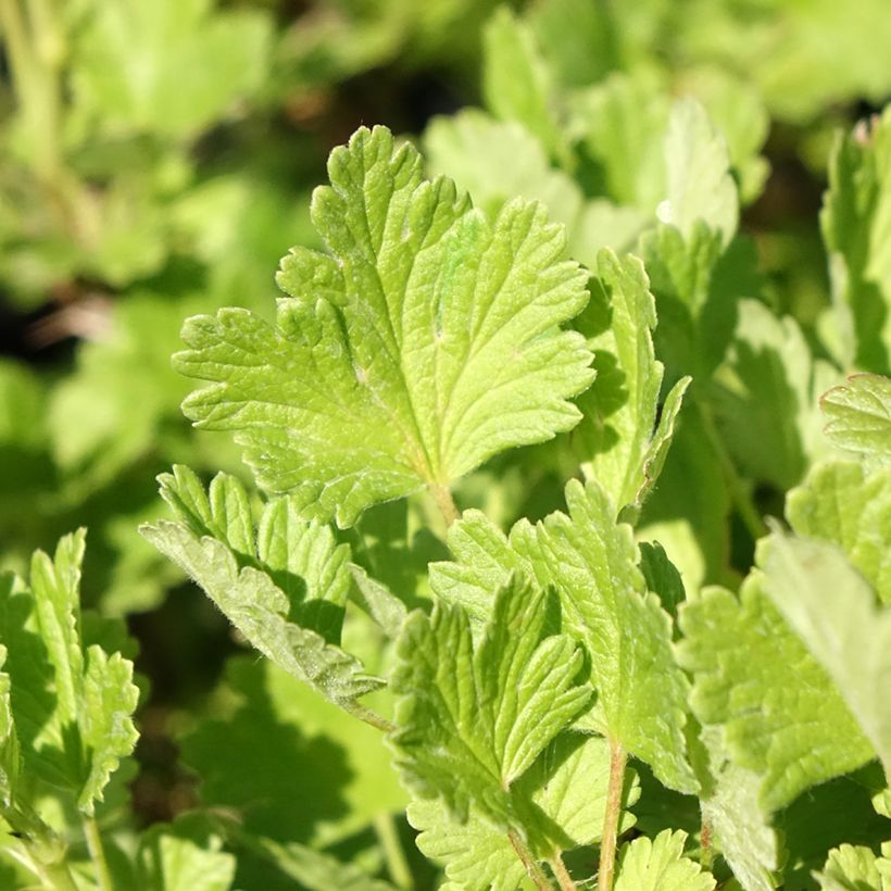 Groselheira-espinhosa Hinnonmäki verde - Ribes uva-crispa (Folhagem)
