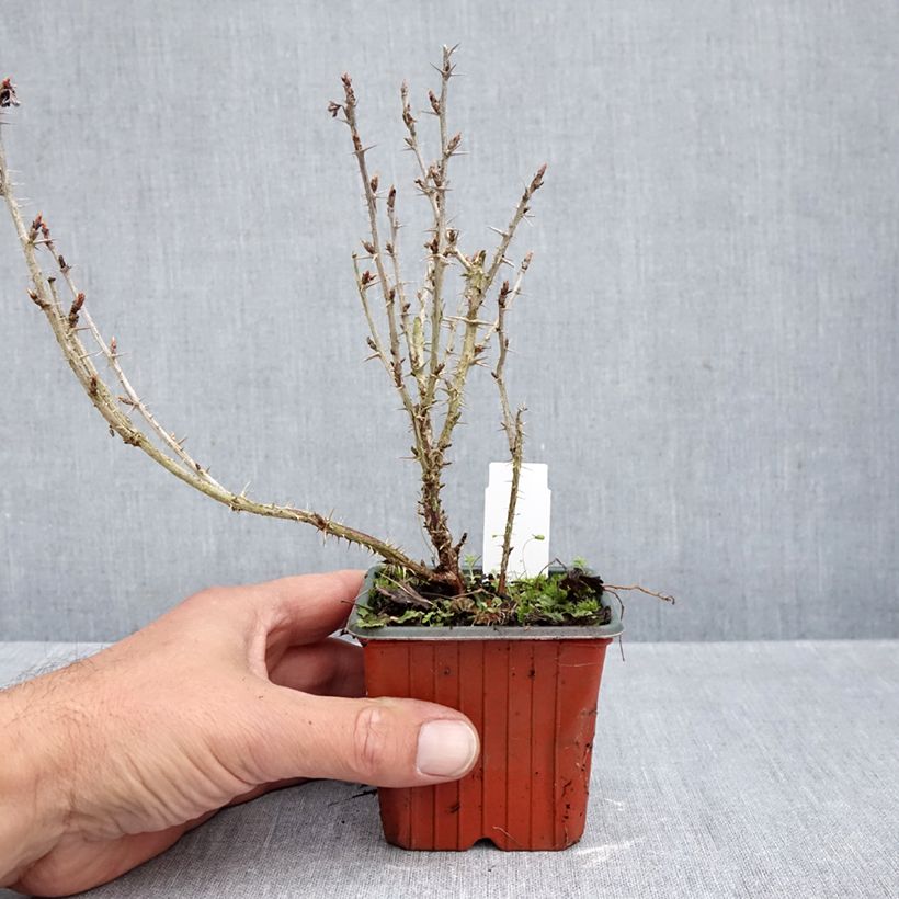 Amostra de Groselheira-espinhosa Hinnonmäki verde - Ribes uva-crispa Vaso de 8/9 cm tal como entregue no outono